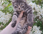 Кошки в Москве: Пушистый котёнок в добрые руки Девочка, Бесплатно - фото 9
