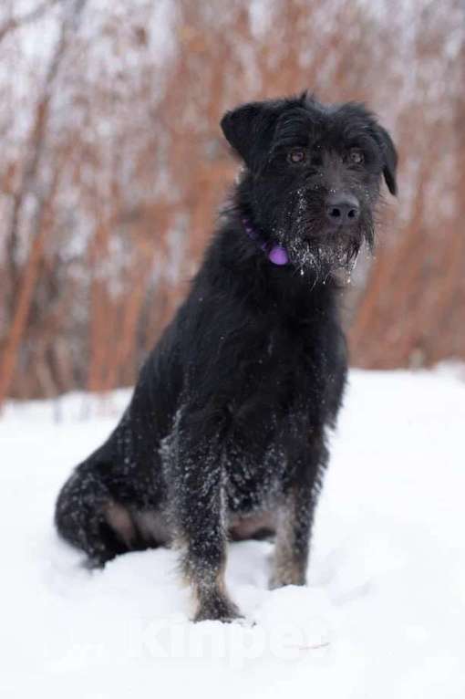 Собаки в Москве: Метис ягдтерьера, нежная девочка Марта в поисках дома, 3 года. Девочка, 1 руб. - фото 2