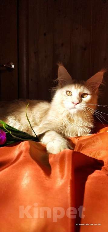 Кошки в Челябинске: КОТЕНОК МЕЙН-КУН Мальчик, Бесплатно - фото 5