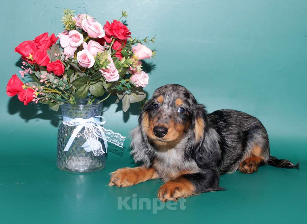 Собаки в Москве: Такса кроличья дш мрамор , яркий красавец Мальчик, 5 000 руб. - фото 5