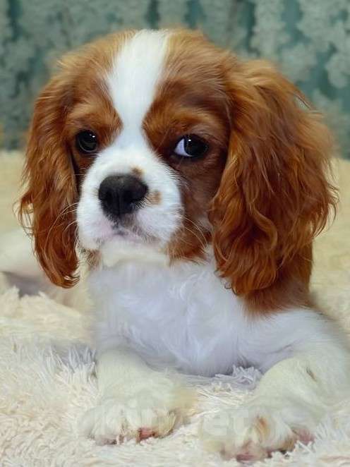 Собаки в Новороссийске: Кавалер Кинг Чарльз спаниель Мальчик, 90 000 руб. - фото 2