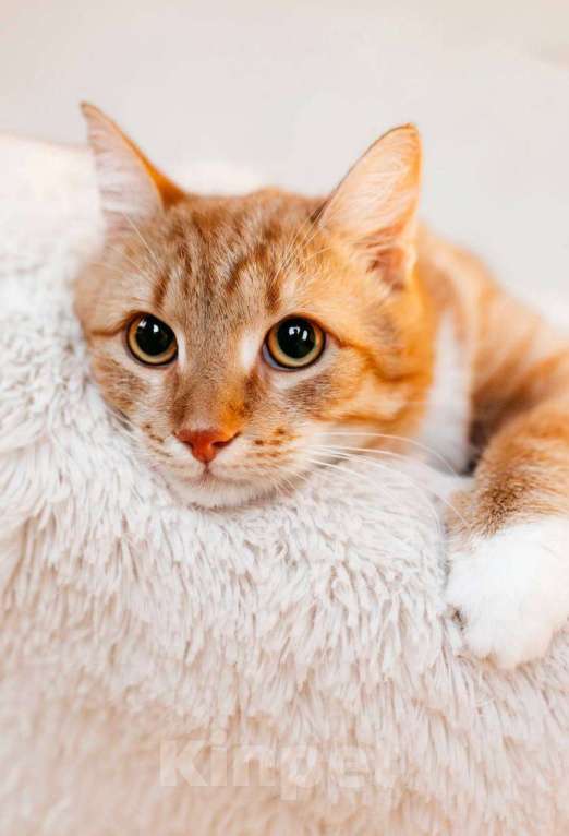 Кошки в Москве: котенок Эль ищет дом Мальчик, Бесплатно - фото 3