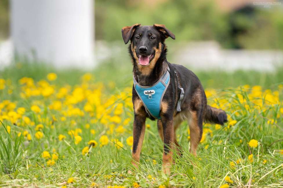 Собаки в Москве: Эльза - для горячих сердцем Девочка, Бесплатно - фото 8