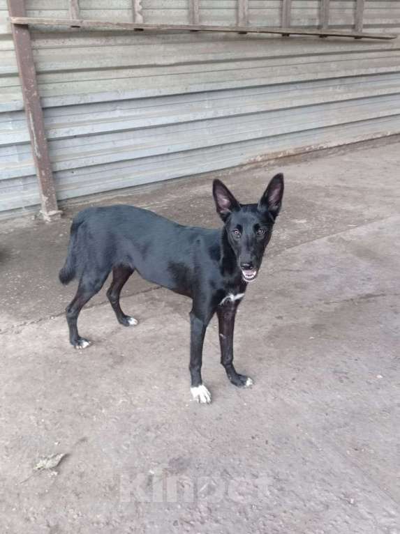 Собаки в Москве: Малышка БЕРТА Девочка, Бесплатно - фото 6