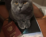 Кошки в Видном: Вязка шотландский вислоухий кот, 2 000 руб. - фото 3