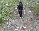Кошки в Теберде: Кот ищет кошечку, кот на вязку, Бесплатно - фото 2