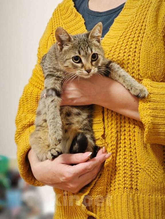 Кошки в Москве: Котенок я Нико 5 месяцев очень ждет своих родителей  Мальчик, Бесплатно - фото 3