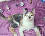 Кошки в Москве: Котёнок трехцветого окраса в добрые руки  Девочка, Бесплатно - фото 7