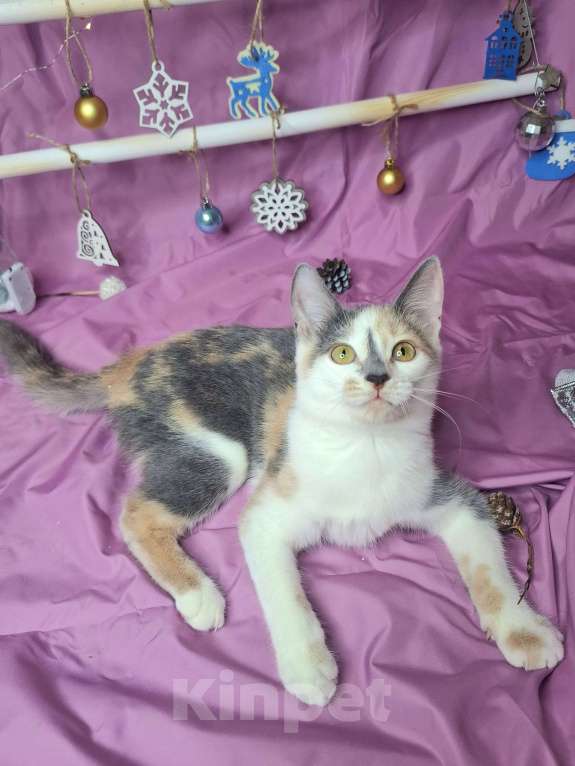 Кошки в Москве: Котёнок трехцветого окраса в добрые руки  Девочка, Бесплатно - фото 7