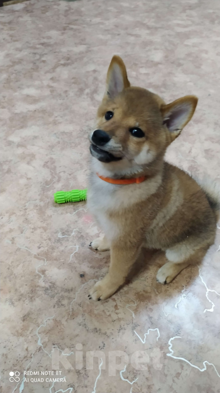 Собаки в Красноярске: Поодам Девочка, 40 000 руб. - фото 5