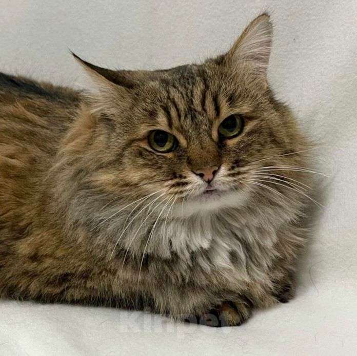 Кошки в Москве: Пушистая кошечка Совушка ищет дом Девочка, Бесплатно - фото 1