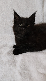 Шикарная черная кошечка