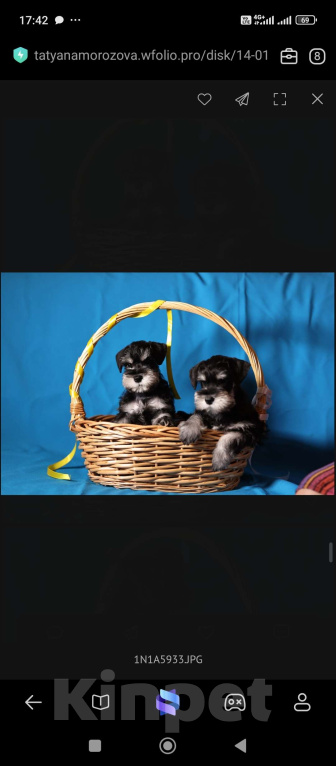 Собаки в Череповце: Аффи Каора Девочка, 45 000 руб. - фото 3