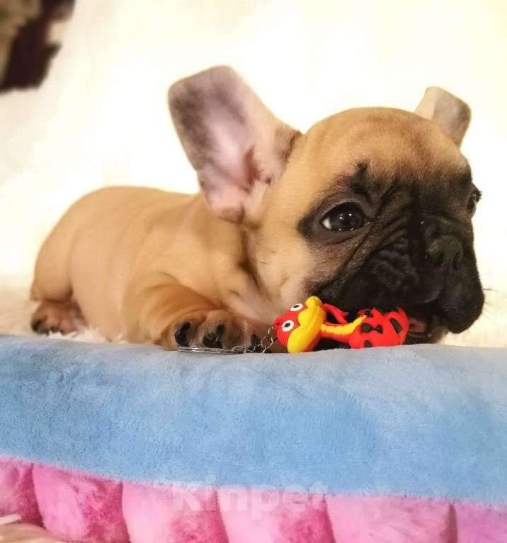 Собаки в Находке: Французкий бульдог! Шикарная булочка в отличном качестве! С документами Ркф!  Девочка, 100 000 руб. - фото 7