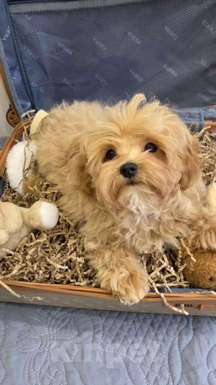 Собаки в Москве: Мальчик мальтипу мини Мальчик, Бесплатно - фото 1