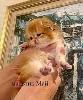 Котята золотая шиншилла