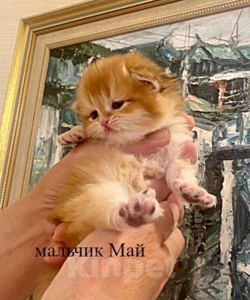 Кошки в Челябинске: Котята золотая шиншилла Мальчик, 65 000 руб. - фото 1