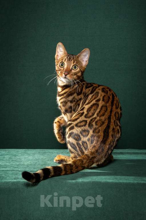 Кошки в Екатеринбурге: Wild Siblings' Ereb - бенгальский котёнок - ручной леопард Мальчик, Бесплатно - фото 4