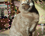 Кошки в Москве: Бурманская высокопородистая кошка черепахового окраса с чистыми медовыми глазами Девочка, 35 000 руб. - фото 2