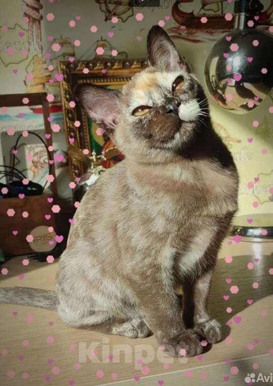 Кошки в Москве: Бурманская высокопородистая кошка черепахового окраса с чистыми медовыми глазами Девочка, 35 000 руб. - фото 2