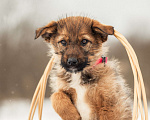 Собаки в других городах Московской области: Щенок в добрые руки Девочка, Бесплатно - фото 6