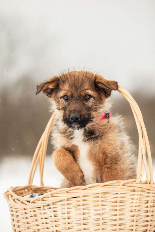 Собаки в других городах Московской области: Щенок в добрые руки Девочка, Бесплатно - фото 6