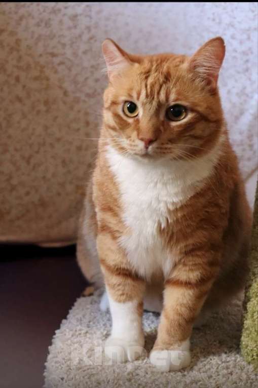 Кошки в Санкт-Петербурге: Котик Лёва ждёт вас Мальчик, Бесплатно - фото 1