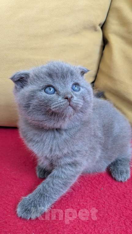 Кошки в Москве: Шотландские Котята Девочка, 20 000 руб. - фото 1