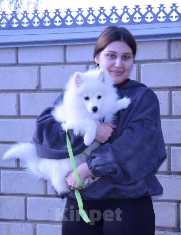 Собаки в Краснодаре: Белая Помски Девочка, 20 000 руб. - фото 2