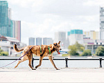 Собаки в Москве: Бриллиант Крашик Мальчик, Бесплатно - фото 3