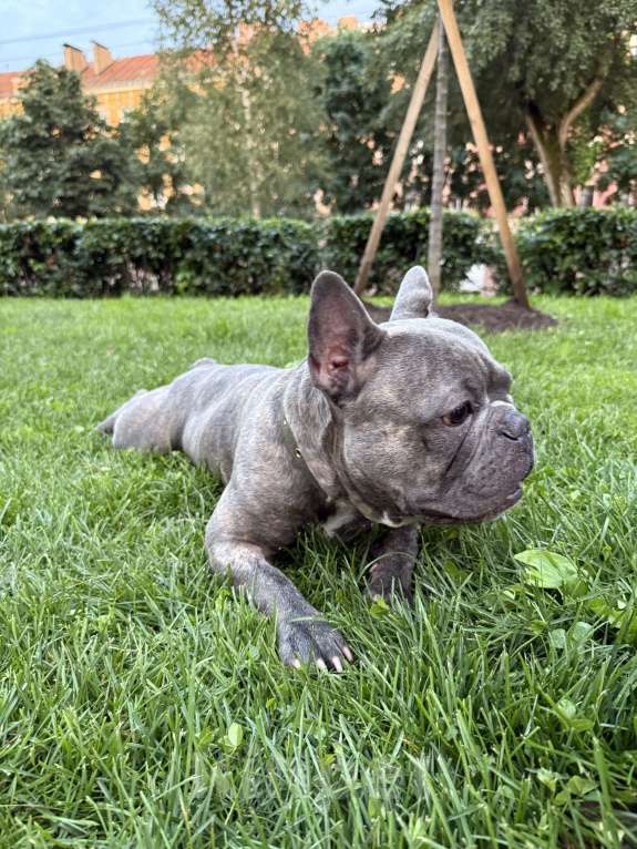 Собаки в Санкт-Петербурге: Ищем невесту для вязки Мальчик, Бесплатно - фото 4