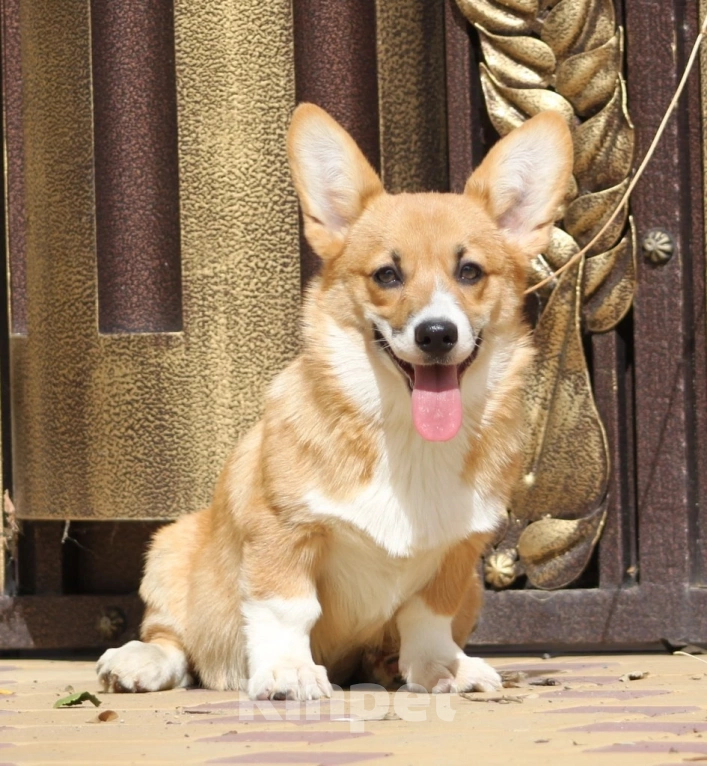 Собаки в Волгограде: Подрощенная девочка корги Девочка, Бесплатно - фото 6