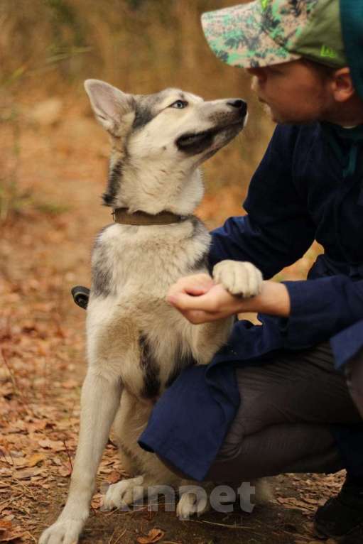 Собаки в Москве: Щенок подросток Мира Девочка, Бесплатно - фото 2