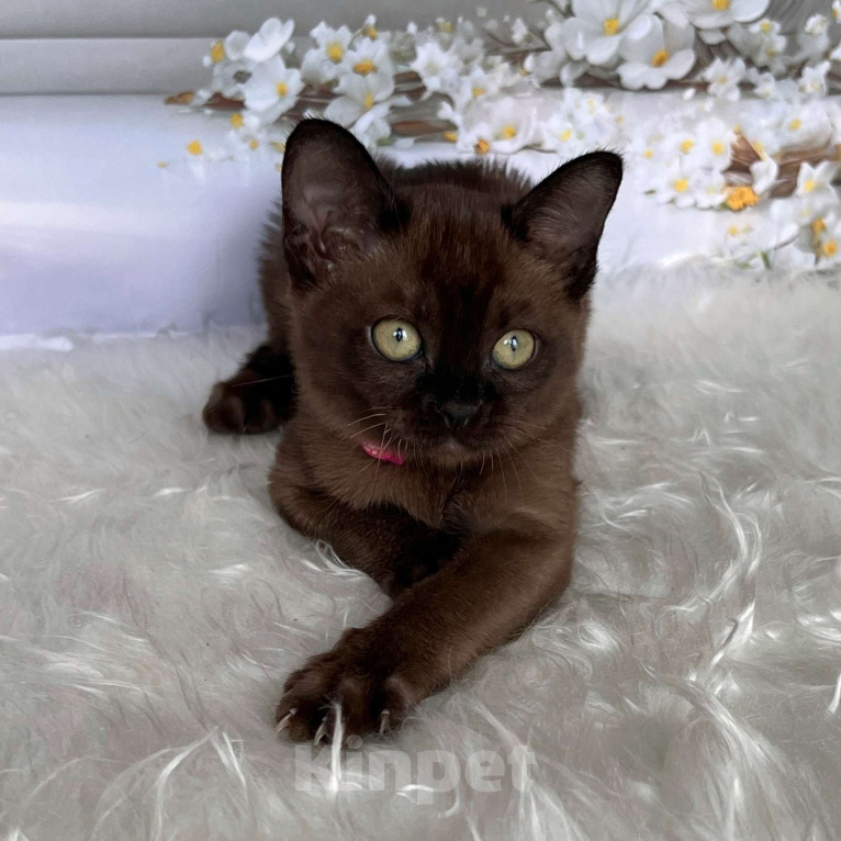 Кошки в Москве: Бурманский котёнок в соболином окрасе, девочка Девочка, 80 000 руб. - фото 5