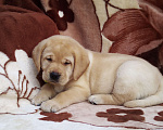 Собаки в Симферополе: Щеночки ЛАБРАДОРОВ) Мальчик, 16 500 руб. - фото 1