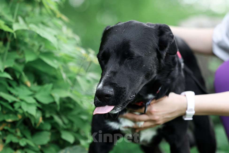 Собаки в Москве: Прекрасная Руби живет в приюте и ищет дом! Девочка, Бесплатно - фото 3
