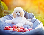 Собаки в Малоярославце: Пудель средний белый щенок Мальчик, Бесплатно - фото 7