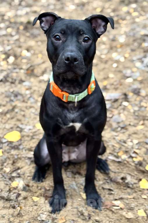 Собаки в Химках: Питбуль Джуна ищет дом Девочка, Бесплатно - фото 7