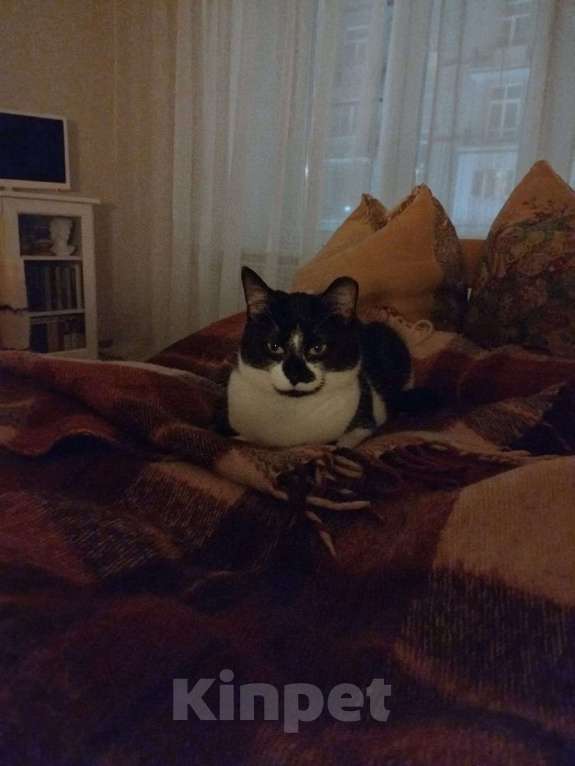 Кошки в Санкт-Петербурге: Кошка из приюта в добрые руки Девочка, Бесплатно - фото 4