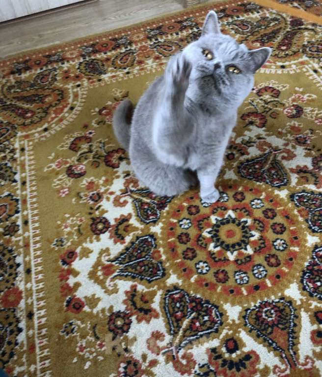 Кошки в Бронницах: Британская короткошерстная Девочка, 1 000 руб. - фото 3