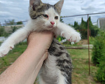 Кошки в Саратове: Котёнок девочка ищет дом Девочка, Бесплатно - фото 1