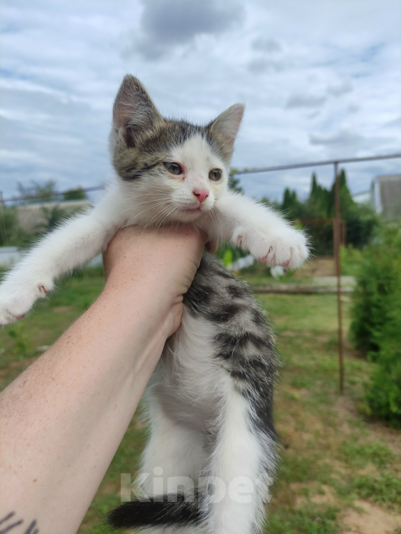 Кошки в Саратове: Котёнок девочка ищет дом Девочка, Бесплатно - фото 1