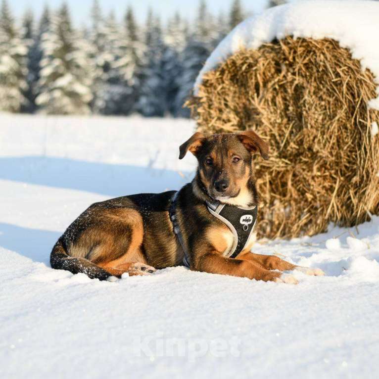 Собаки в других городах Московской области: щенок Боб ищет семью Мальчик, Бесплатно - фото 4