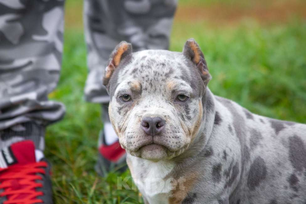Собаки в других городах Московской области: Американский Булли парень покет Мальчик, 100 000 руб. - фото 2