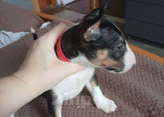 Собаки в других городах Московской области: Щенок Девочка, 70 000 руб. - фото 1