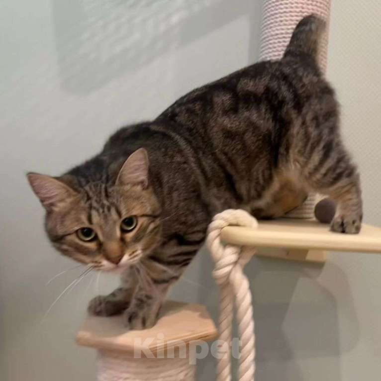 Кошки в Москве: Коту отрубили хвостик Мальчик, Бесплатно - фото 3