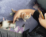 Кошки в Екатеринбурге: Котята в добрые руки Мальчик, Бесплатно - фото 1