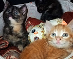 Кошки в Санкт-Петербурге: Месячные котята, отдаем Мальчик, 300 руб. - фото 4