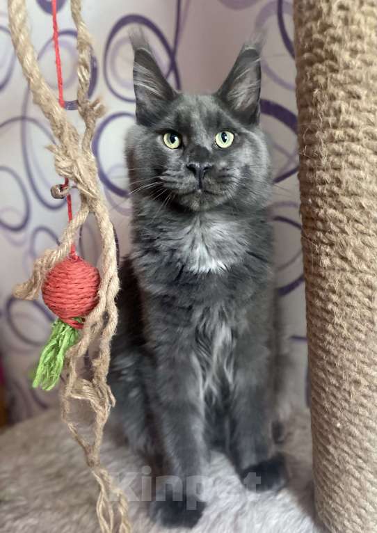 Кошки в Чайковском: кот мейн кун  MCO окрас - Имхо as 09 голубой дымчатый с белым.  Мальчик, 55 000 руб. - фото 3