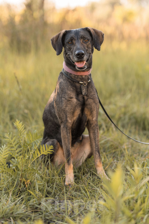 Собаки в Балашихе: Люся ищет новый дом и верного друга Девочка, Бесплатно - фото 2
